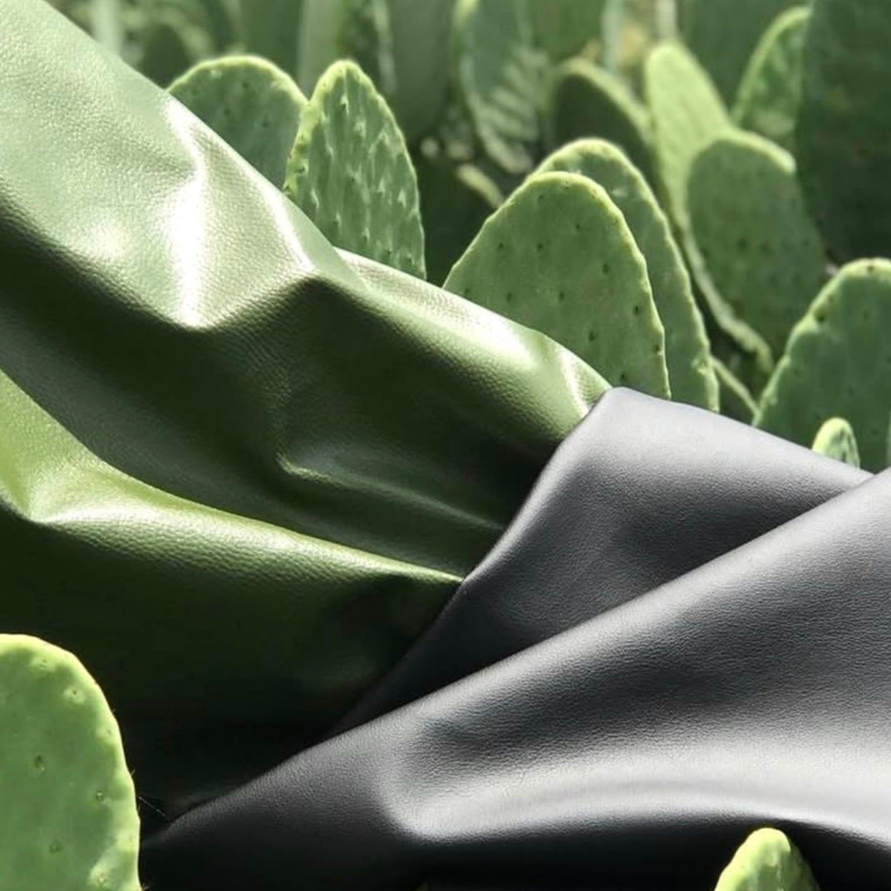 Close-up of cactus plant with Desserto cactus leather material showing sustainable innovation and nature-inspired luxury